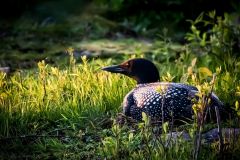 Common Loon