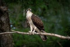 Osprey