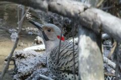 Hidden Flicker