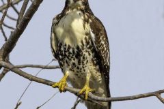 Red Tailed Hawk
