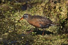 Doing the Virginia Rail