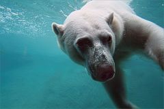 Polar Bear Dip