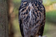 Eurasian Eagle-Owl