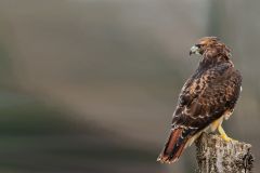 Red-Tailed Hawk