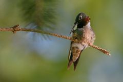 Ruby-Throated Hummingbird Preening