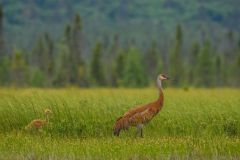 Sandhill Crane Adult and Colt