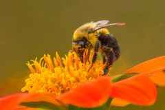 Bumble Bee