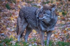 Coyote