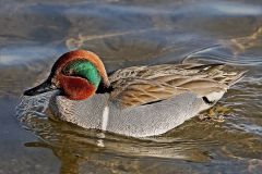 Green-Winged Teal