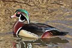 Wood Duck