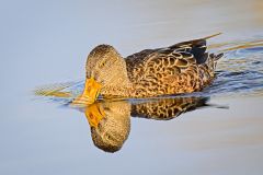 Northern Shoveler [Female] Foraging
