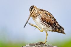 Wilson's Snipe Preening