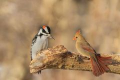 Male Downy and Female Cardinal