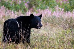 Black Bear