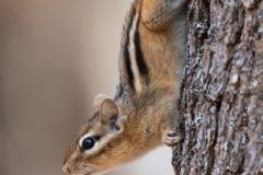 Chipmonk