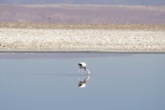 Chilean Flamingo