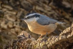 Nuthatch