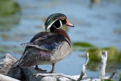 Wood Duck Male