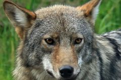 Eastern Coyote