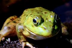 American Bullfrog