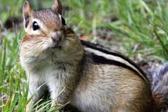 Chipmunk