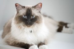 Artemis the Cool Cat
