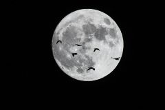 With the Moon on Their Wings