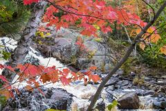 Autumn Leaves by Stream