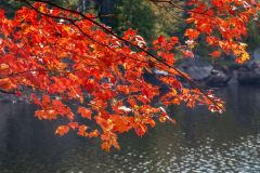Crimson Limb