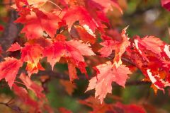 October Maple
