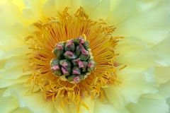 Garden Treasure