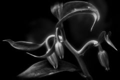 Sensuous