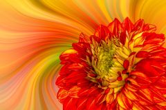 Gerbera Color Palette