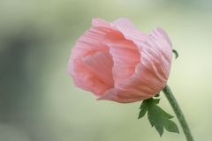 Pale Peach Poppy