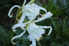Peruvian Lily