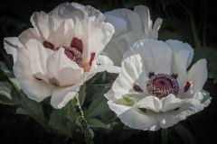 White Oriental Poppies