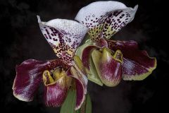 Paphiopedilum Enzan Motto Orchid