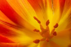 Sunburst