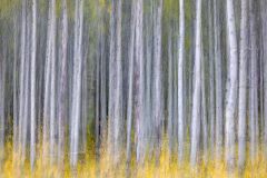 Rocky Mountain Fall Aspens