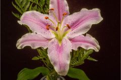 My Lily