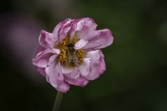 Working for the Hive