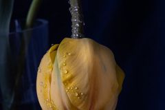 Rain Kissed Tulip