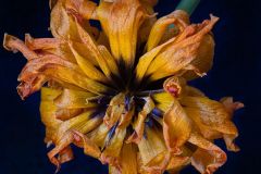 Tulip's Last Days of Beauty