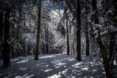 Winter Walk in the Woods