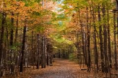 Autumn Pathway