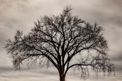 Tree of Light