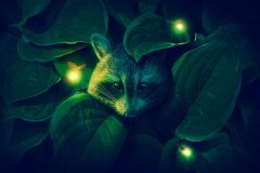 The Midnight Marauder