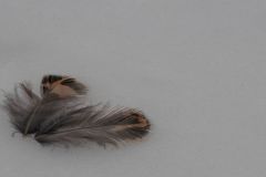 Fallen Feathers