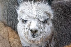 A Plethora of Alpacas