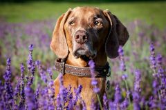 Stopping to Smell the Flowers